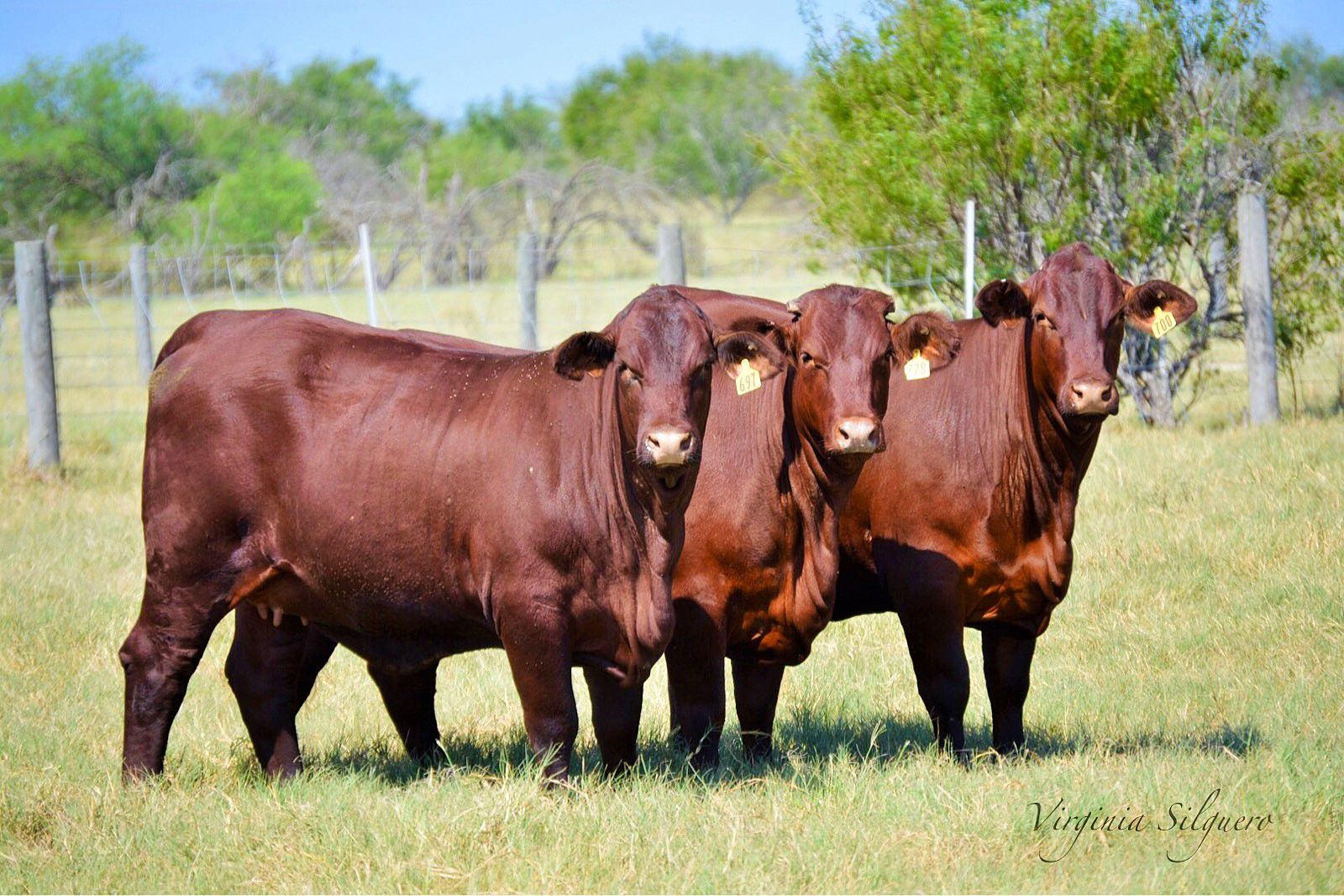 King Ranch